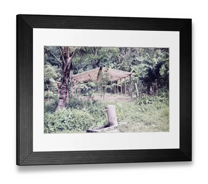 Framed Print : Tap in foreground water supply for greenhouse for bringing on plants, farming in rural Trinidad c 1962 Framed Print : Tap in foreground water supply for greenhouse for bringing on plants, farming in rural Trinidad c 1962