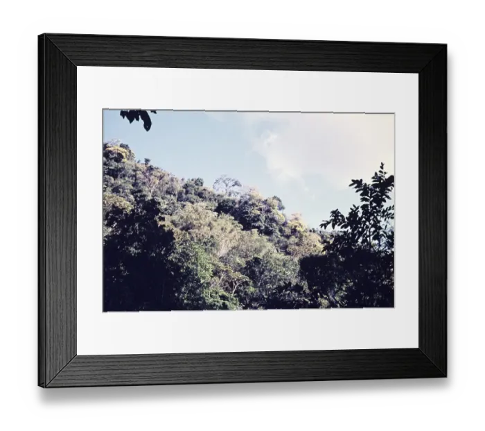Framed Print : Rainforest trees on hillside in St Ann's valley, trinidad c 1962 emergent trees above forest canopy Framed Print : Rainforest trees on hillside in St Ann's valley, trinidad c 1962 emergent trees above forest canopy