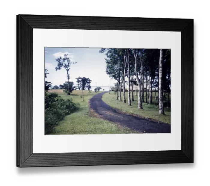 Framed Print : Management house for oil industry asphalt drive past teak trees, Trinidad c 1962