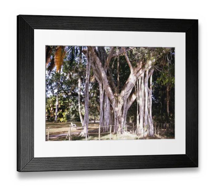 Framed Print : Banyan epiphyte plant, Ficus benjamina fig parasite, growing on tree in the botanical gardens, Port of Spain, Trinidad 1963