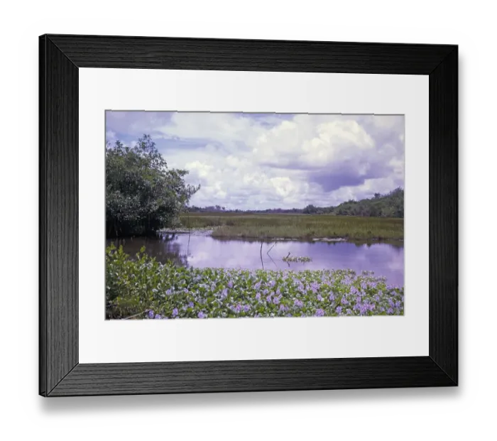 Framed Print : Water hyacinth plants, Eichhornia crassipes, flowering wetland ecosystem vegetation plants, Caroni swamp, Trinidad, Trinidad and Tobago, early 1960s, Central America