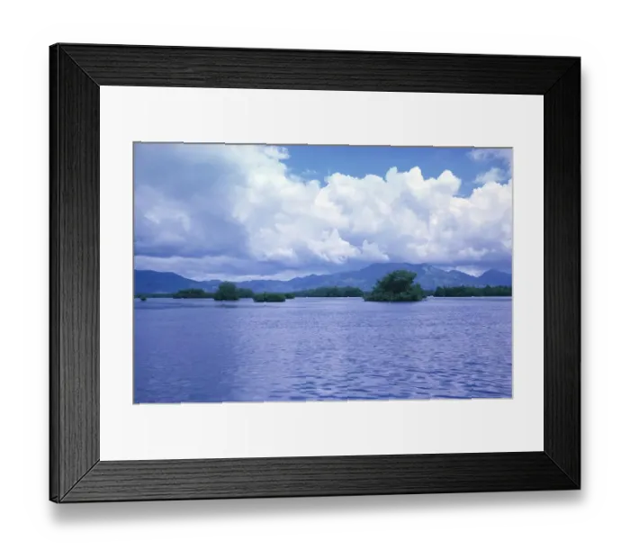 Framed Print : Mangrove wetland ecosystem vegetation plants, Caroni swamp, Trinidad, Trinidad and Tobago, early 1960s, Central America