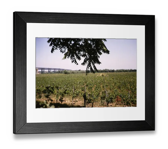 Framed Print : Vines in a field near the Pont de Cubzac, Pont Gustave Eiffel bridge, Dordogne river, Bordeaux, France 1964