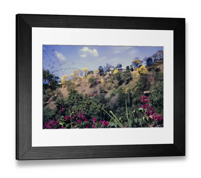 Framed Print : Yellow Poui trees flowering, Handroanthus chrysanthus, on Poui Hill, Port of Spain, Trinidad 1962