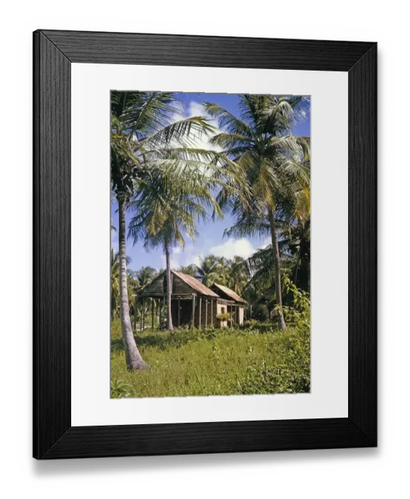 Framed Print : Coconut drying shed building with corrugated iron roof in coconut palm tree plantation, Trinidad 1963