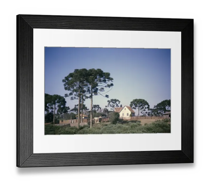 Framed Print : Parana pines, Araucaria angustifolia, growing around a farmhouse on a farm near Curitiba, Parana state, Brazil 1962