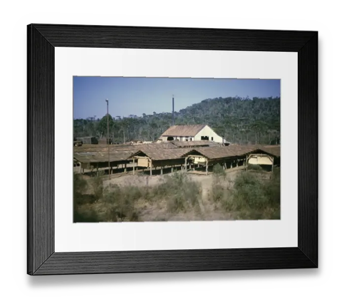Framed Print : Wood processing shed drying wood in a rural area near Curitiba, Parana state, Brazil 1962 Parana pine trees, Araucaria angustifolia growing in the background