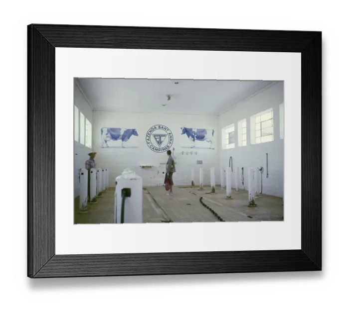 Framed Print : Visitor in the milking parlour of the Fazenda Sant Anna farm, Campinas, Brazil, South America 1962, South America Framed Print : Visitor in the milking parlour of the Fazenda Sant Anna farm, Campinas, Brazil, South America 1962, South America