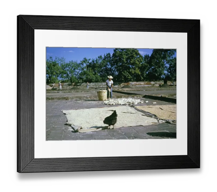 Framed Print : Drying sweetcorn on a farm, Fazenda Sant Anna, Campinas, Brazil, South America 1962, South America Framed Print : Drying sweetcorn on a farm, Fazenda Sant Anna, Campinas, Brazil, South America 1962, South America