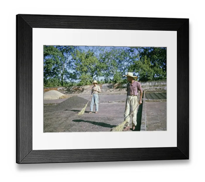 Framed Print : Workers with brooms sweeping coffee in the yard, Fazenda Sant Anna, Campinas, Brazil, South America 1962, South America