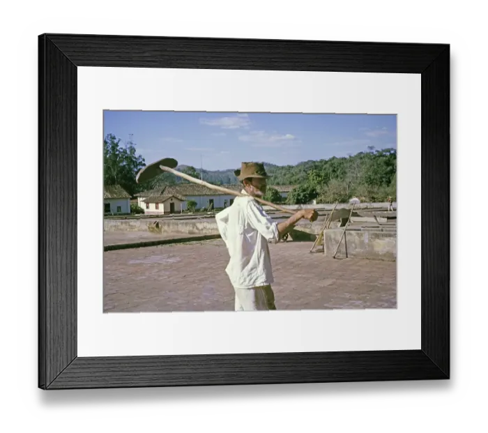 Framed Print : Male labourer carrying a shovel to dry coffee on a farm, Fazenda Sant Anna, Campinas, Brazil, South America 1962, South America Framed Print : Male labourer carrying a shovel to dry coffee on a farm, Fazenda Sant Anna, Campinas, Brazil, South America 1962, South America
