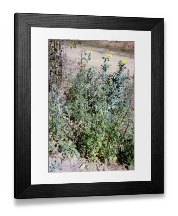 Framed Print : Yellow thistle flowers, Fazenda Sant Anna, Campinas, Brazil, South America 1962, South America Framed Print : Yellow thistle flowers, Fazenda Sant Anna, Campinas, Brazil, South America 1962, South America