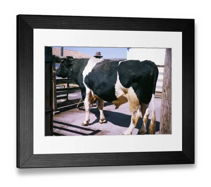 Framed Print : Zebu Fresian bull in the cattle breeding area of the estate, Fazenda Sant Anna, Campinas, Brazil, South America 1962, South America Framed Print : Zebu Fresian bull in the cattle breeding area of the estate, Fazenda Sant Anna, Campinas, Brazil, South America 1962, South America