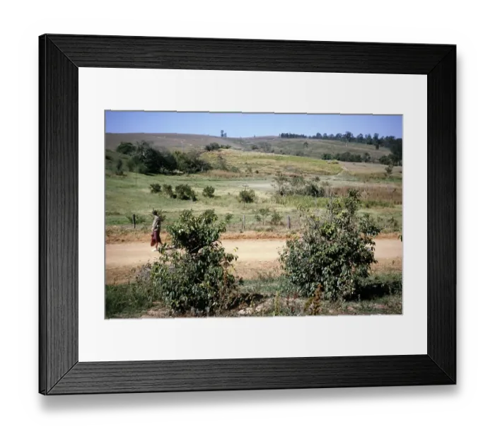 Framed Print : Tourist visitor walking in nature, Fazenda Sant Anna, Campinas, Brazil, South America 1962, South America