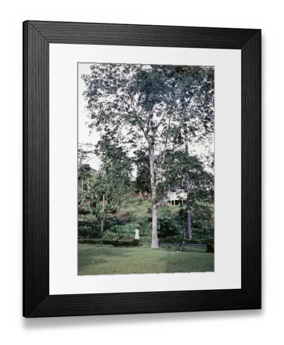 Framed Print : Large rubber tree (Hevea brasiliensis), Trinidad around 1962 Framed Print : Large rubber tree (Hevea brasiliensis), Trinidad around 1962