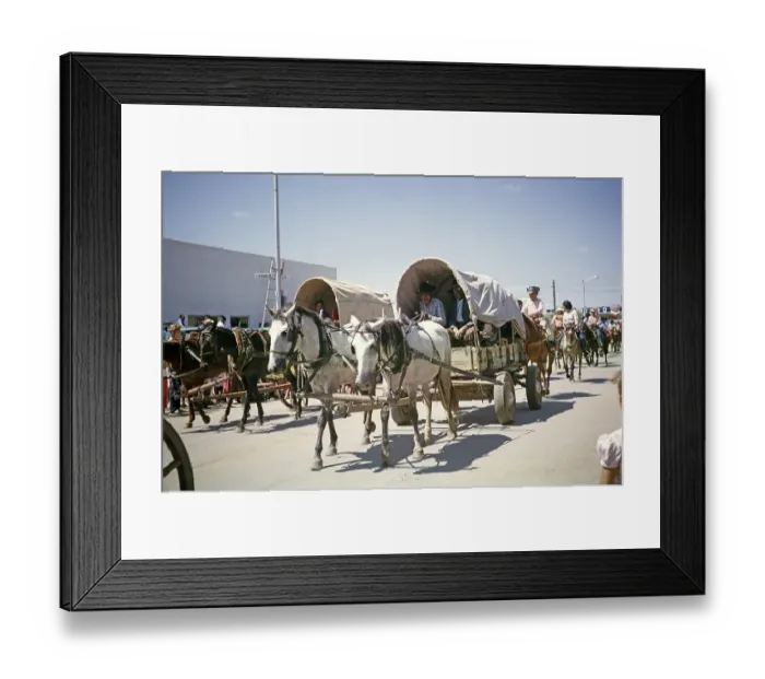 Framed Print : Horse-drawn covered wagons, Inter Tribal Indian Ceremonial Event, Gallup, New Mexico, USA 1963 Framed Print : Horse-drawn covered wagons, Inter Tribal Indian Ceremonial Event, Gallup, New Mexico, USA 1963