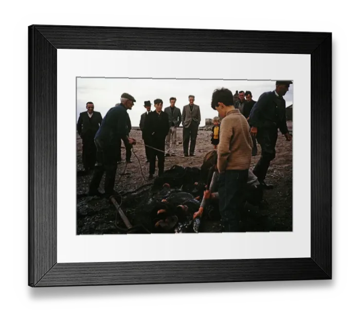 Framed Print : Men and boys netting wild salmon on the beach, River Tweed, Berwick on Tweed, Northumberland, England, UK 1965 Framed Print : Men and boys netting wild salmon on the beach, River Tweed, Berwick on Tweed, Northumberland, England, UK 1965