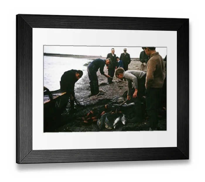 Framed Print : Men and boys netting wild salmon on the beach, River Tweed, Berwick on Tweed, Northumberland, England, UK 1965 Framed Print : Men and boys netting wild salmon on the beach, River Tweed, Berwick on Tweed, Northumberland, England, UK 1965