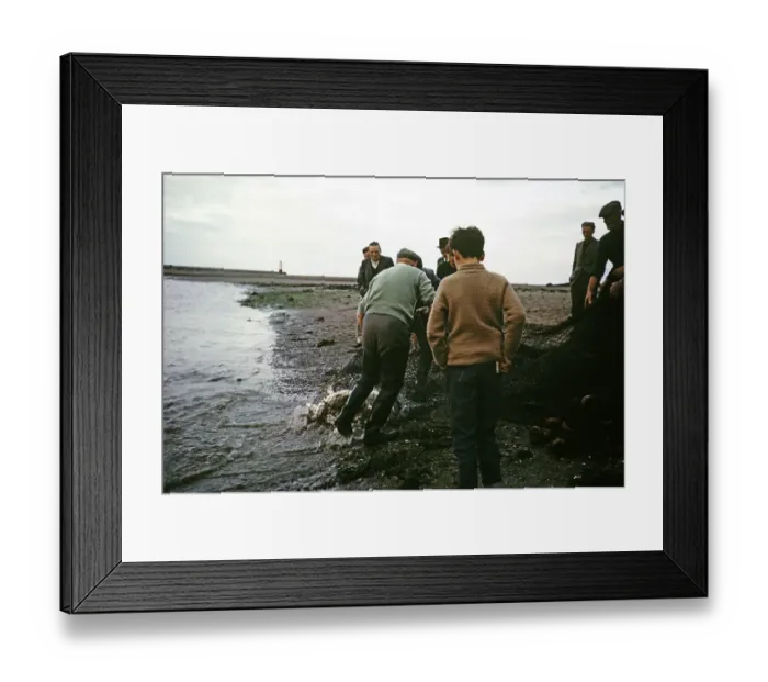 Framed Print : Men and boys netting wild salmon on the beach, River Tweed, Berwick on Tweed, Northumberland, England, UK 1965