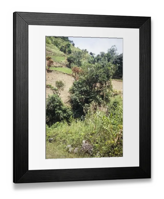 Framed Print : Deforestation to create fields for subsistence farming, Blue Mountains, Jamaica, West Indies 1970, Central America Framed Print : Deforestation to create fields for subsistence farming, Blue Mountains, Jamaica, West Indies 1970, Central America
