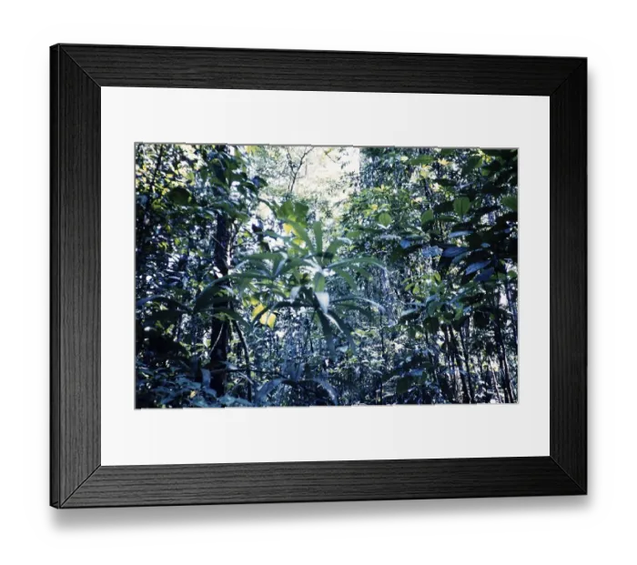 Framed Print : Tropical rainforest vegetation, Guyana, West Indies, South America, 1960 1961, then colony of British Guiana, South America Framed Print : Tropical rainforest vegetation, Guyana, West Indies, South America, 1960 1961, then colony of British Guiana, South America