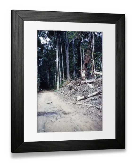 Framed Print : Road through tropical rainforest, Guyana, West Indies, South America, 1960 1961, then colony of British Guiana, South America Framed Print : Road through tropical rainforest, Guyana, West Indies, South America, 1960 1961, then colony of British Guiana, South America
