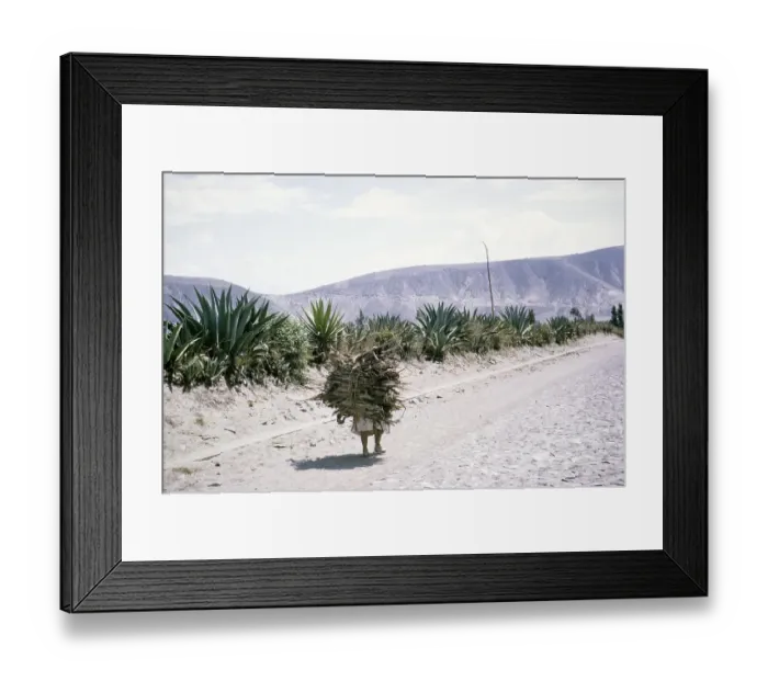 Framed Print : Woman carrying a large bundle of wooden sticks on her back, Ecuador, South America 1962, South America Framed Print : Woman carrying a large bundle of wooden sticks on her back, Ecuador, South America 1962, South America