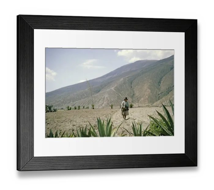 Framed Print : Subtitle: Woman planting beans subsistence farming in rural Andean region, Ecuador, South America, 1962, South America