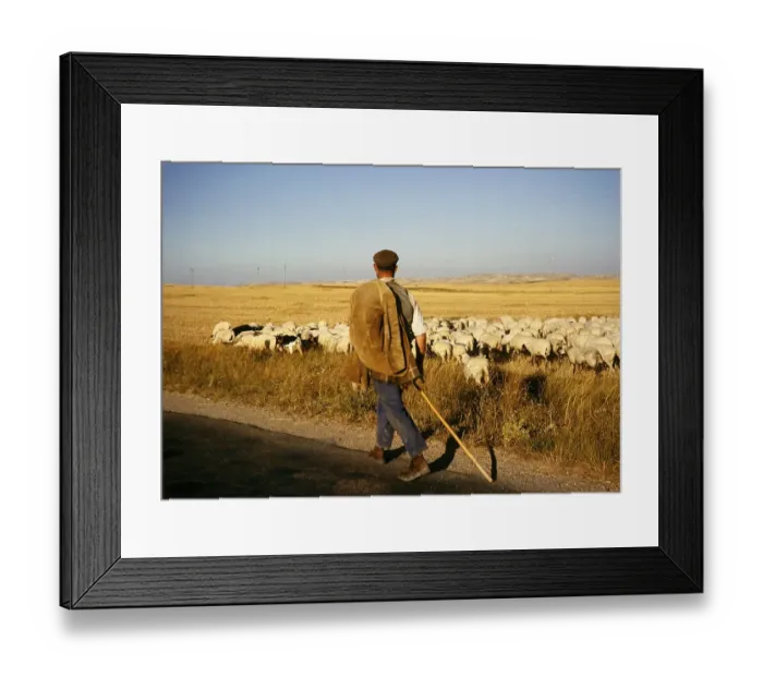 Framed Print : Shepherd and sheep, northern Meseta, Spain 1964