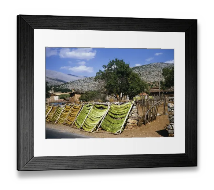 Framed Print : Tobacco leaves drying on racks in a rural area, Northern Greece 1964 Framed Print : Tobacco leaves drying on racks in a rural area, Northern Greece 1964