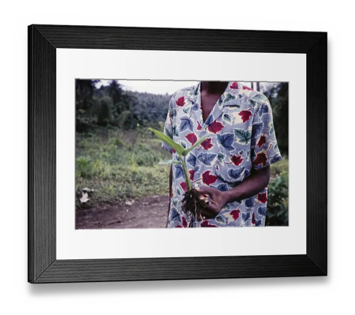 Framed Print : Native with arrowroot plant, Maranta arundinacea, St Vincent, Leeward Islands, West Indies, 1962