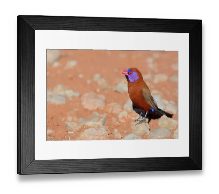 Framed Print : Violet-eared Waxbill (Uraeginthus granatina), male, standing on a stone, Kgalagadi Transfrontier Park, Northern Cape, South Africa, Africa