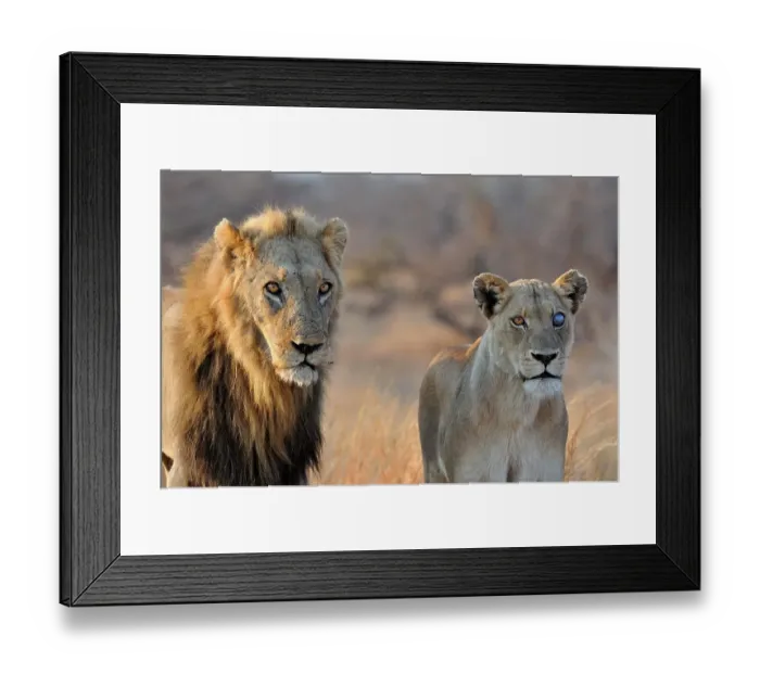 Framed Print : Lion and Lioness (Panthera leo), Kruger National Park, South Africa, Africa