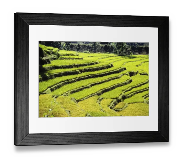 Framed Print : Terraced rice fields in Sri Lanka, Asia in 1980