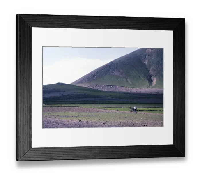 Framed Print : Man ploughing land with a donkey Subsistence farming, Lanzarote, Canary Islands, Spain 1979