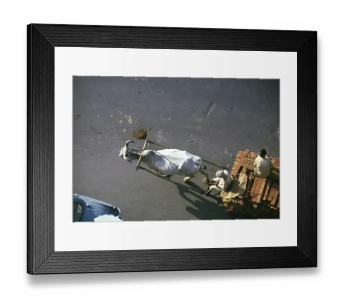 Framed Print : Top view of a bullock cart on the road, India 1974 Framed Print : Top view of a bullock cart on the road, India 1974