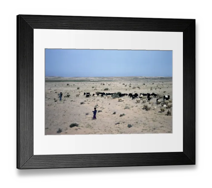 Framed Print : Sheep and goats grazing in the desert with their shepherds, Yemen, 1998, Asia