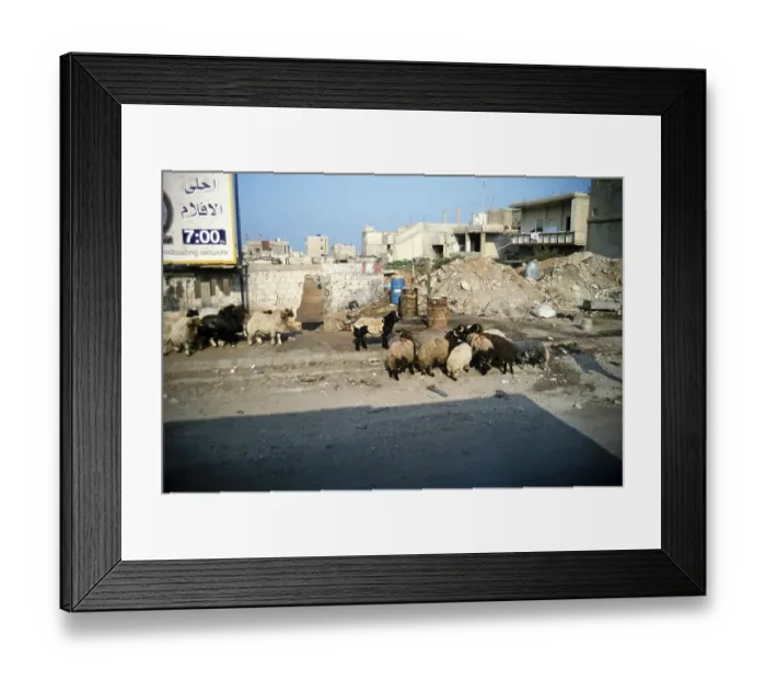 Framed Print : Sheep grazing on the rubble-strewn streets of Beirut, Lebanon, 1998, Asia Framed Print : Sheep grazing on the rubble-strewn streets of Beirut, Lebanon, 1998, Asia