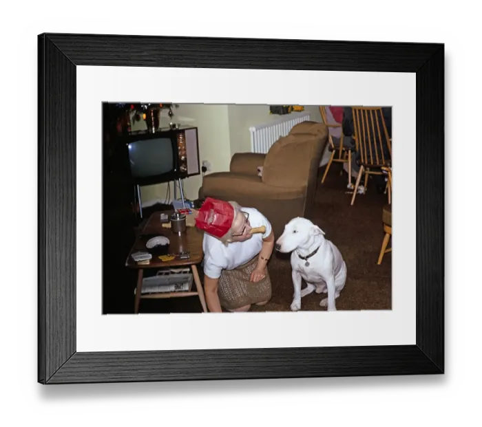 Framed Print : Aeltere Frau mit Weihnachtsmuetze kniet mit einem Hundekuchen im Maul und wird von einem Bullterrier aufmerksam beobachtet 1970