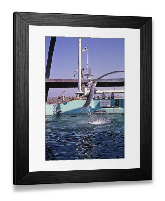 Framed Print : Marineland of Florida Aquarium-Show mit Delfinen, Florida, USA, 1969, North America Framed Print : Marineland of Florida Aquarium-Show mit Delfinen, Florida, USA, 1969, North America