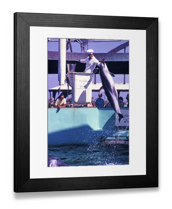 Framed Print : Marineland of Florida Aquarium-Show mit Delfinen, Florida, USA, 1969, North America