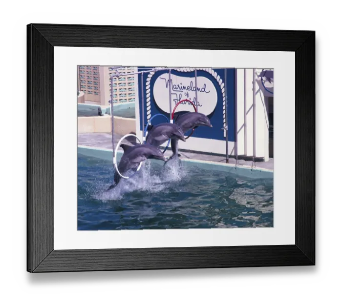 Framed Print : Marineland of Florida Aquarium-Show mit Delfinen, Florida, USA, 1969, North America