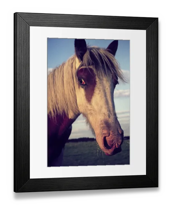 Framed Print : Kopf und Gesicht eines traurig dreinblickenden Pferdes, das in die Kamera schaut, Uk 1970s