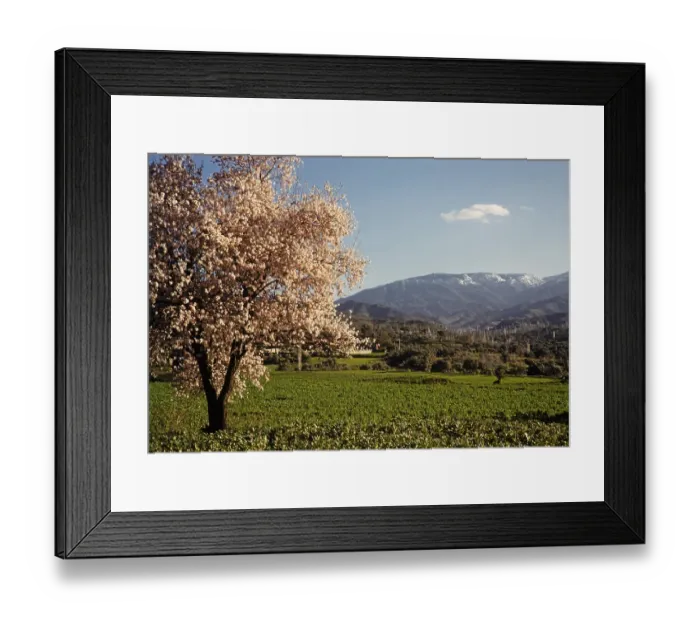 Framed Print : Laendliche Landschaft Felder Mandelbaum in Bluete, Berge im Hintergrund, Zypern 1963 Framed Print : Laendliche Landschaft Felder Mandelbaum in Bluete, Berge im Hintergrund, Zypern 1963