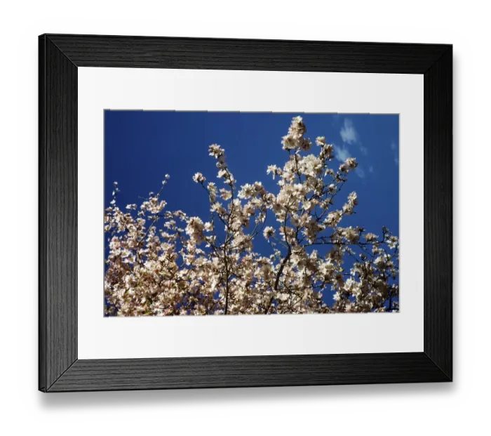 Framed Print : Rosa Mandelbluete vor blauem Himmel, Zypern 1963 Framed Print : Rosa Mandelbluete vor blauem Himmel, Zypern 1963