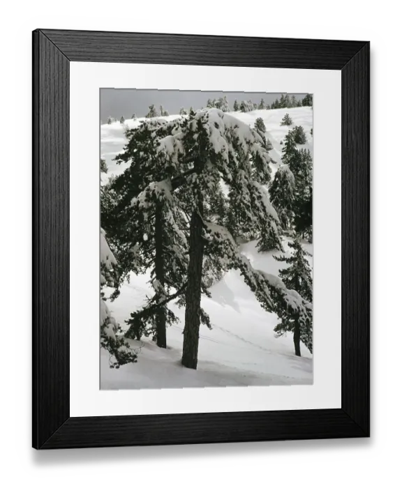 Framed Print : Nadelbaeume, beladen mit schwerem Schnee im Winter, Zypern, 1963 Framed Print : Nadelbaeume, beladen mit schwerem Schnee im Winter, Zypern, 1963