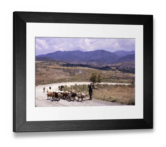 Framed Print : Ziegenhirte mit Ziegen auf einer Landstrasse mit fernen Bergen im laendlichen Zypern 1963 Framed Print : Ziegenhirte mit Ziegen auf einer Landstrasse mit fernen Bergen im laendlichen Zypern 1963