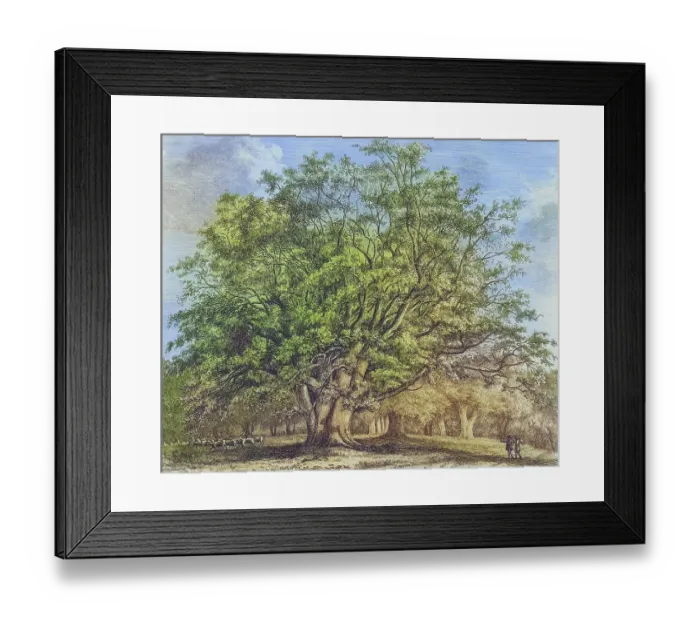 Framed Print : Famous old trees, The Beech of Knole, England, Historical, digitally restored reproduction from a 19th century original, coloured, Record date not stated Framed Print : Famous old trees, The Beech of Knole, England, Historical, digitally restored reproduction from a 19th century original, coloured, Record date not stated