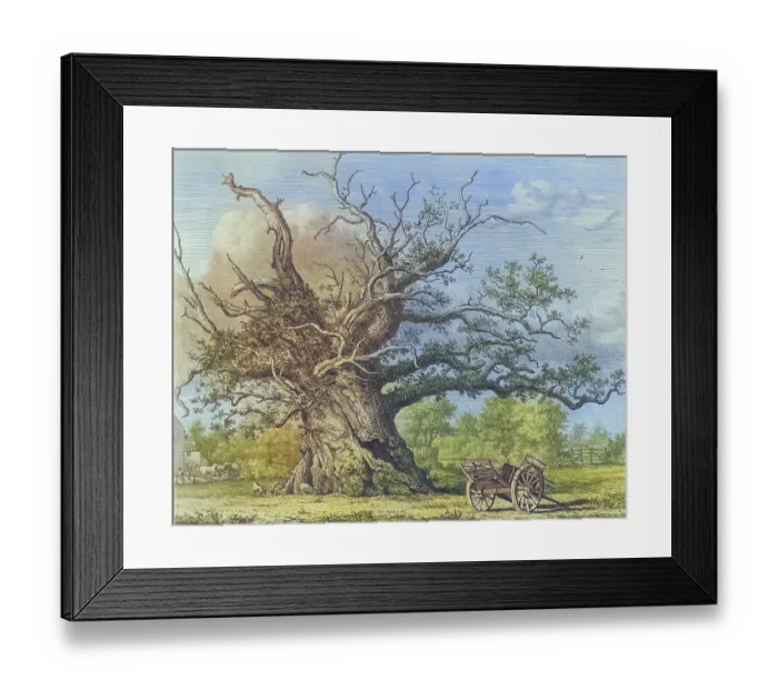 Framed Print : Famous old trees, The Cowthorpe Oak was an oak tree in Cowthorpe, North Yorkshire, England. In its heyday, its canopy is said to have covered an area of 2, 000 square metres