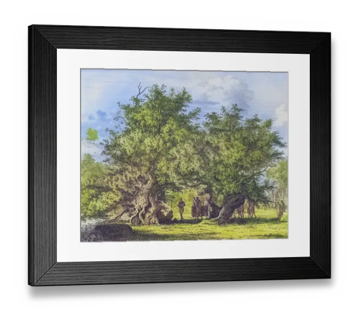 Framed Print : Famous old trees, The yew of Fortingall, England, Historical, digitally restored reproduction from a 19th century original, coloured, Record date not stated Framed Print : Famous old trees, The yew of Fortingall, England, Historical, digitally restored reproduction from a 19th century original, coloured, Record date not stated